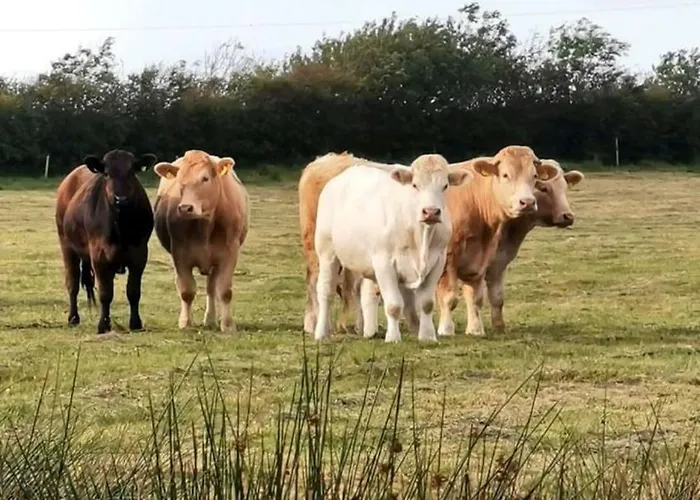 Elsie's Sea View Lahinch Rinneen